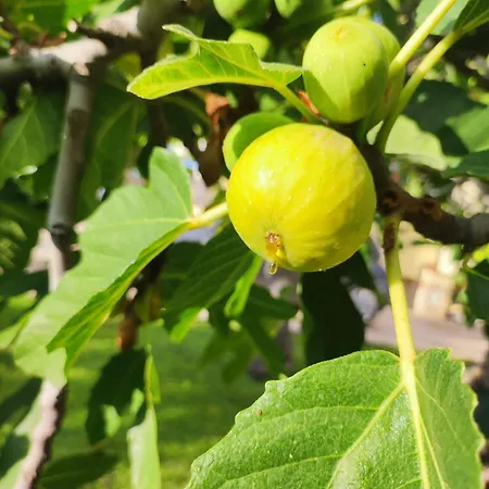 Residenza Stefanelli *