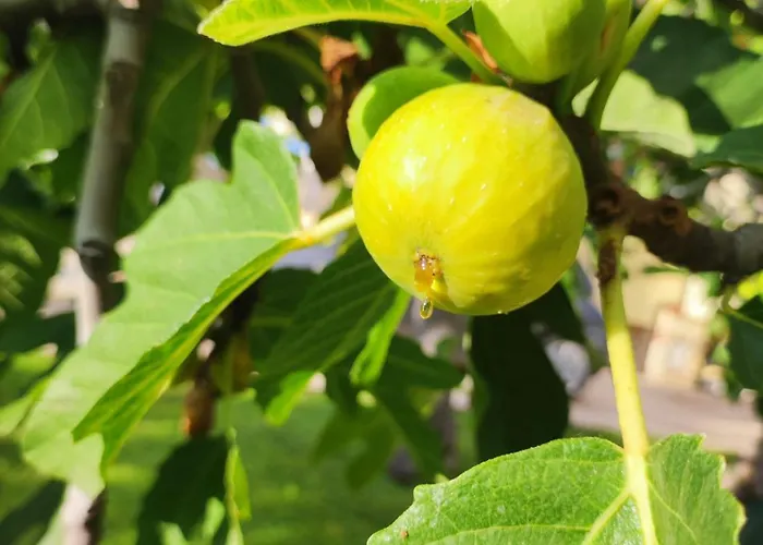 Residenza Stefanelli *